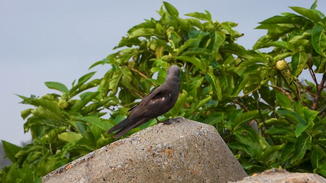 smånoddy - ML659679293
