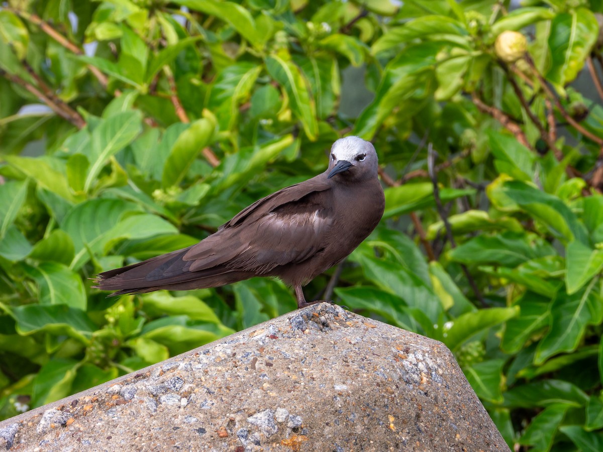 smånoddy - ML659679328