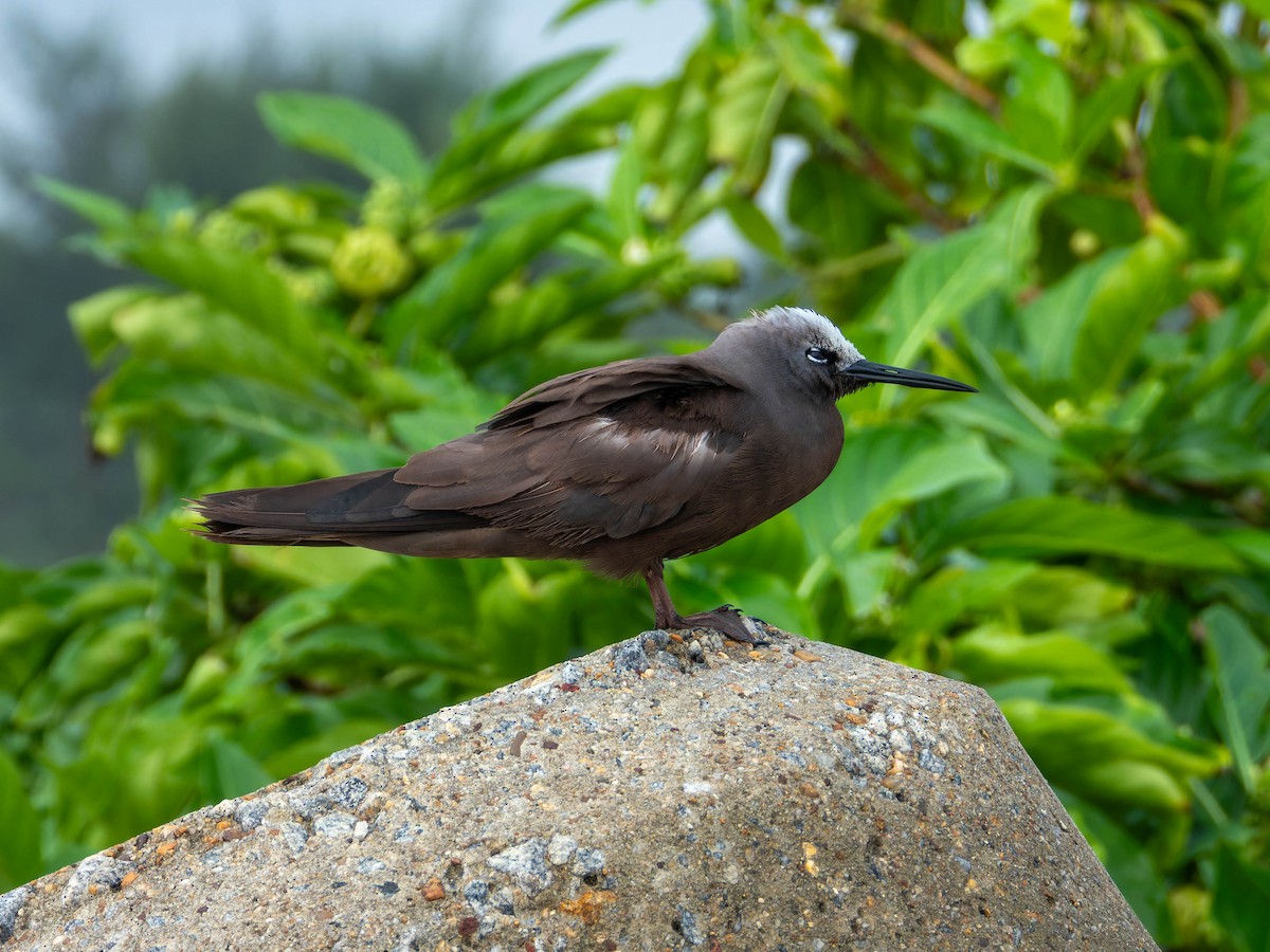 smånoddy - ML659679333