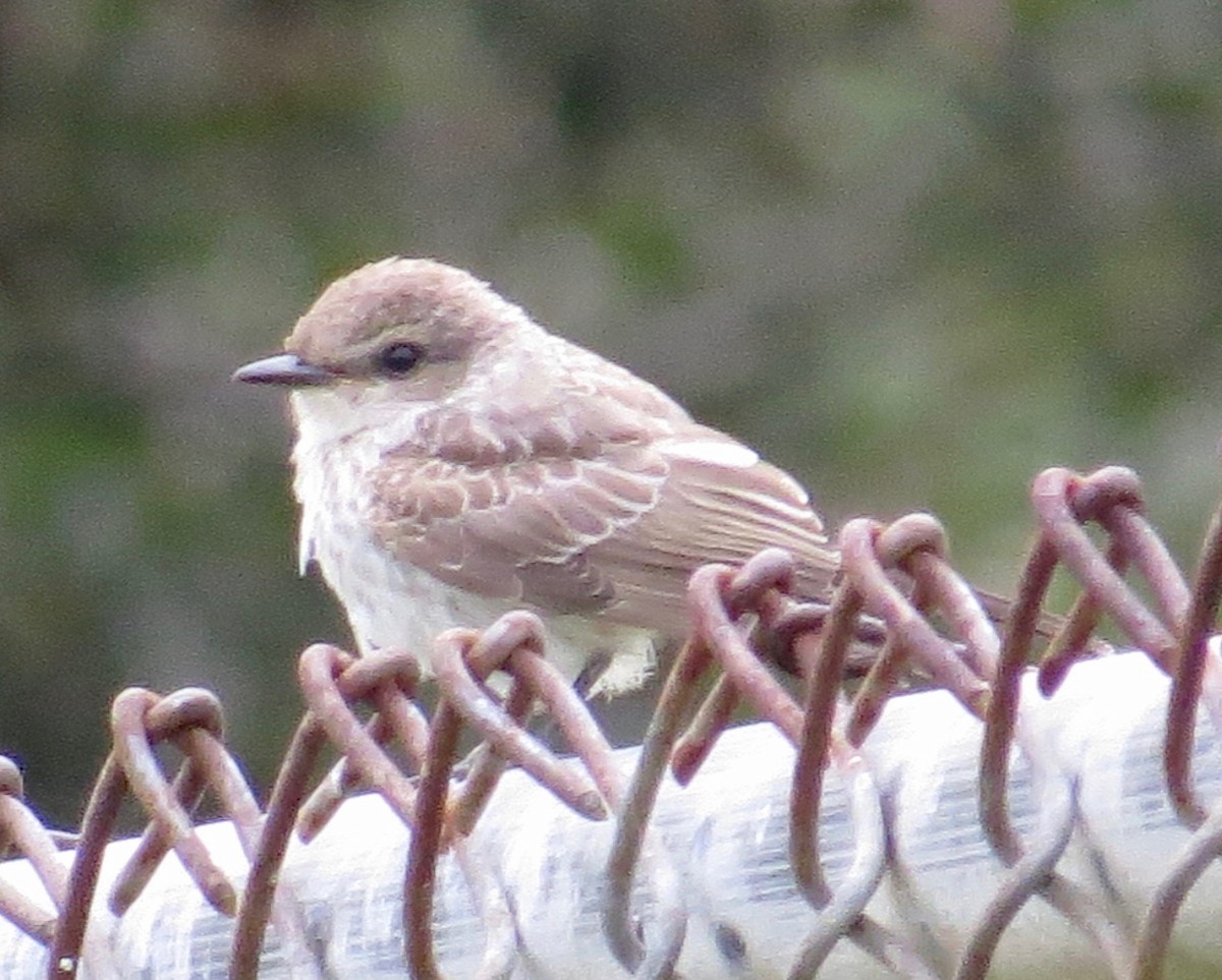 Vermilion Flycatcher - ML65967951