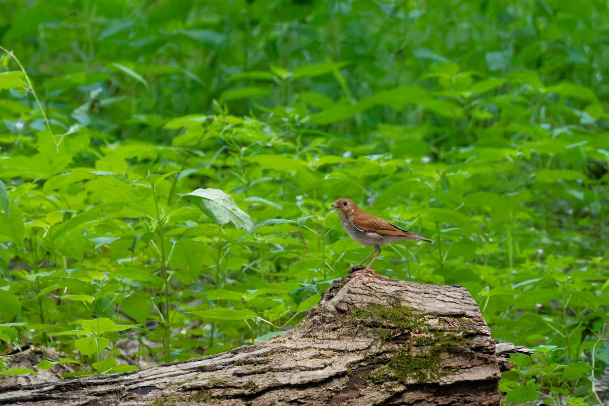 Veery - ML659679689