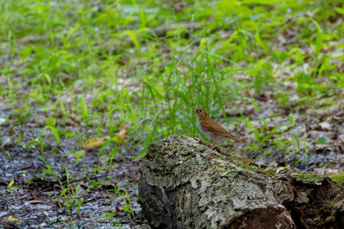 Veery - ML659679690