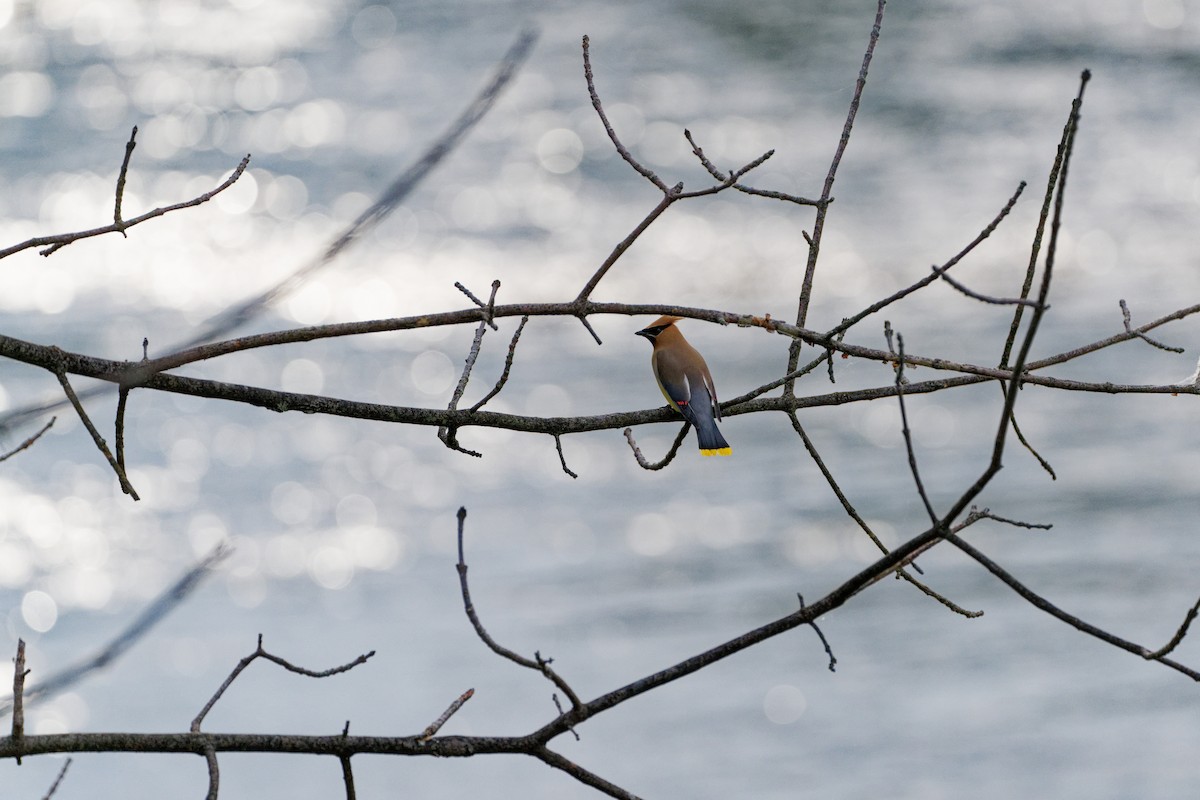 Cedar Waxwing - ML659679709