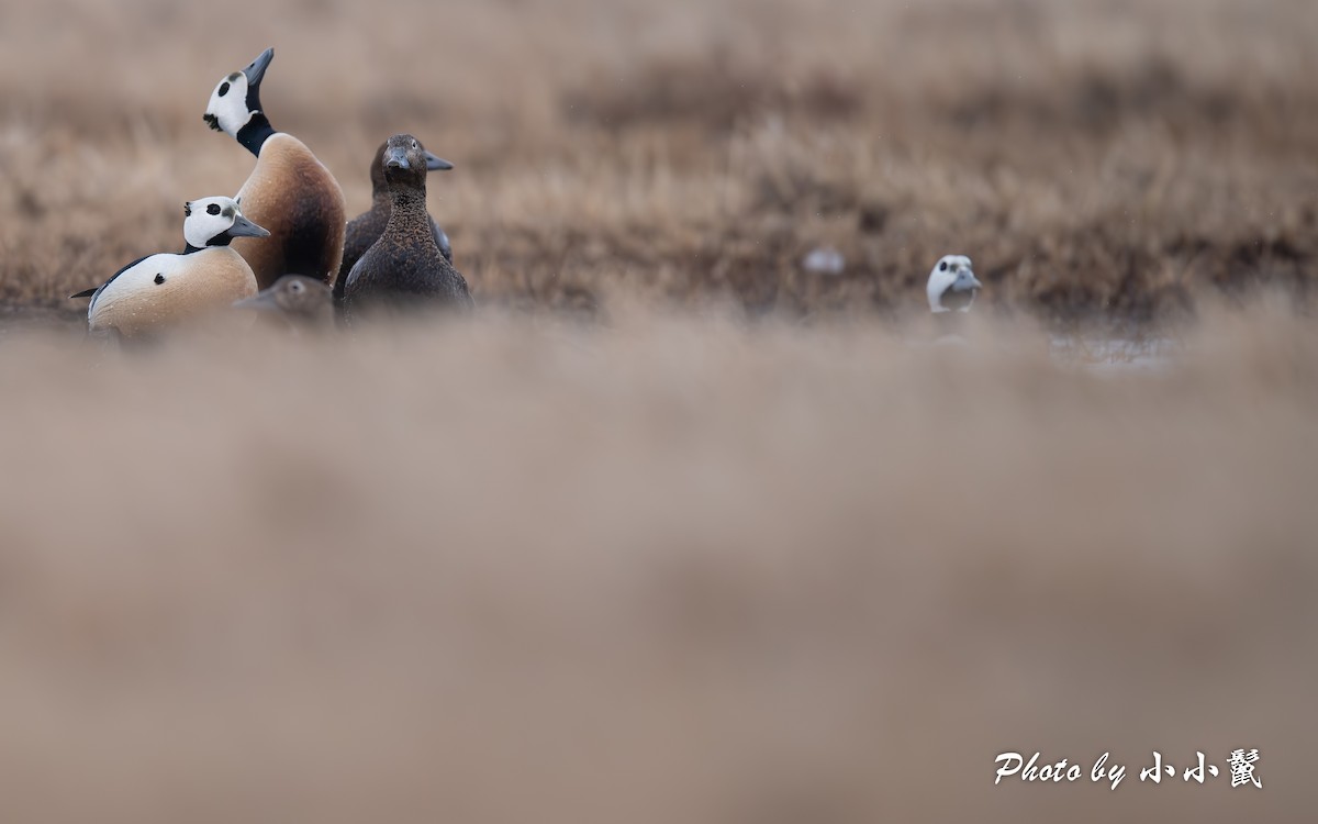 Steller's Eider - ML659679720