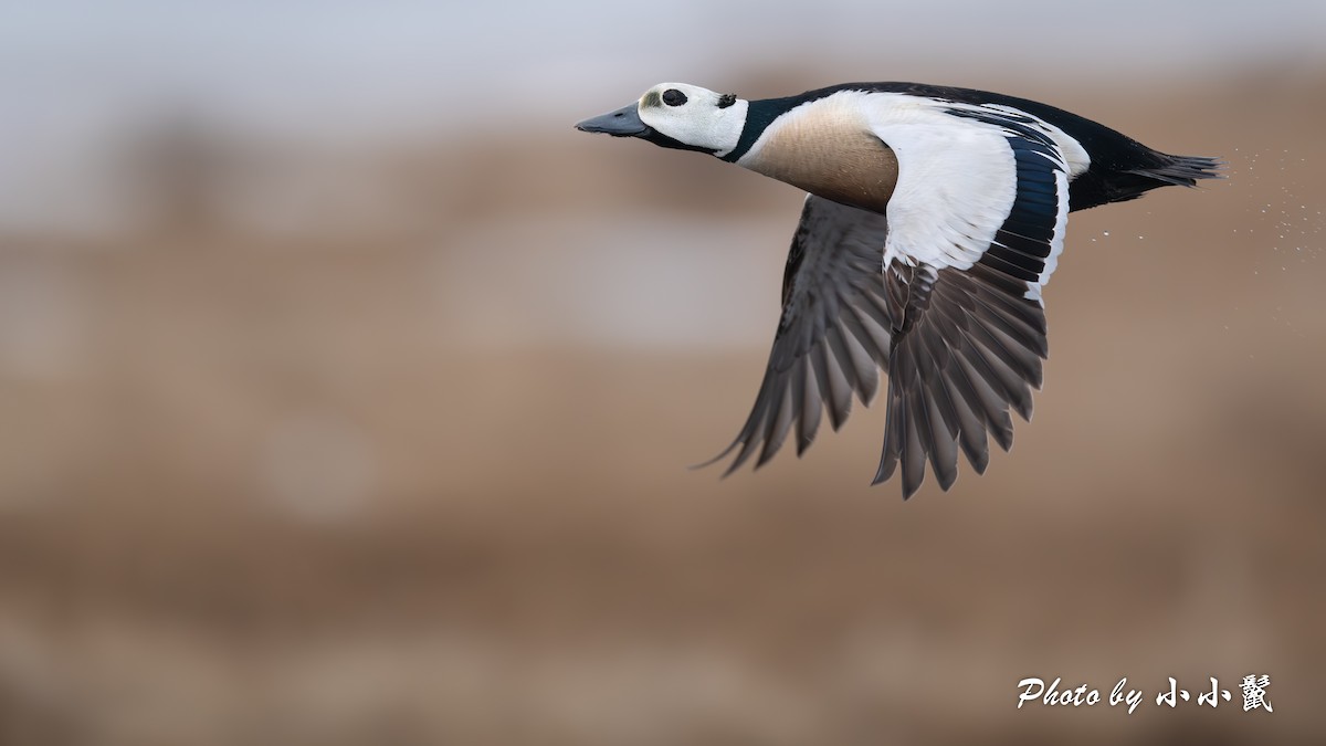 Steller's Eider - ML659679721
