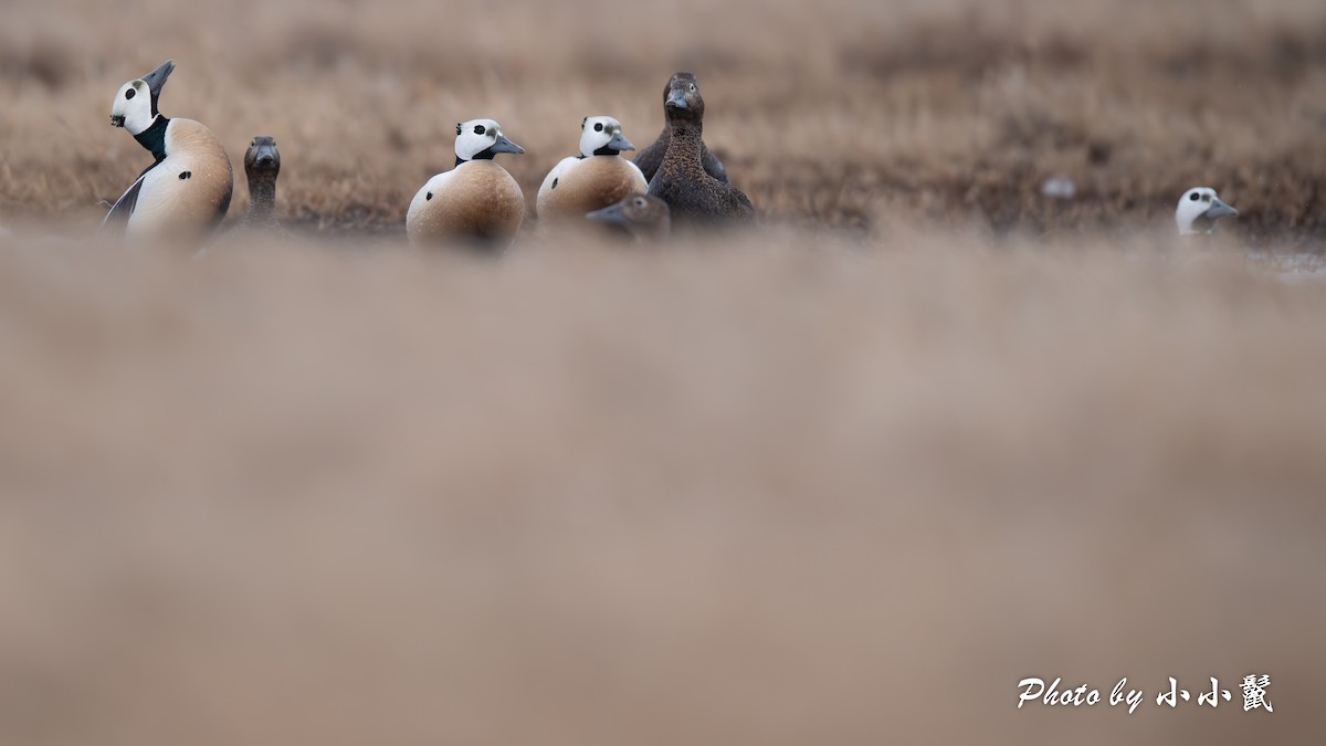Steller's Eider - ML659679722