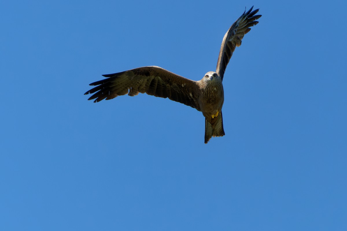 Black Kite - ML659680105