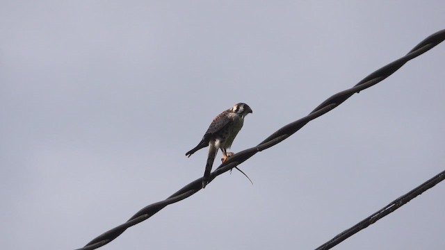 American Kestrel - ML659680330