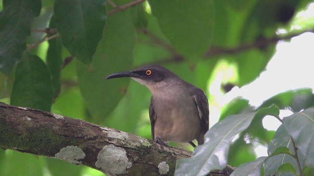 Gray Trembler - ML659680352