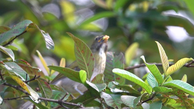Lesser Antillean Saltator - ML659680388