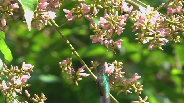 Antillean Crested Hummingbird - ML659680431