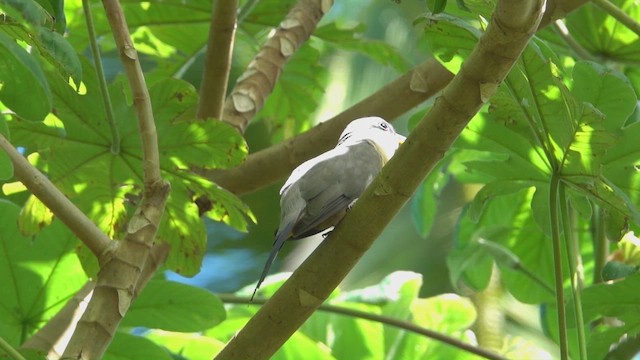 Mangrove Cuckoo - ML659680514