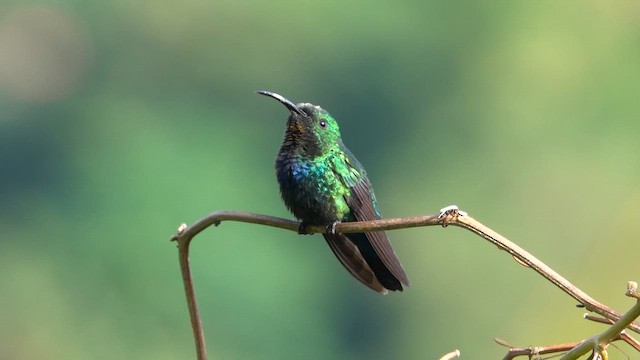 Green-throated Carib - ML659680602