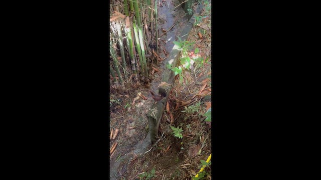 Red Junglefowl - ML659680662