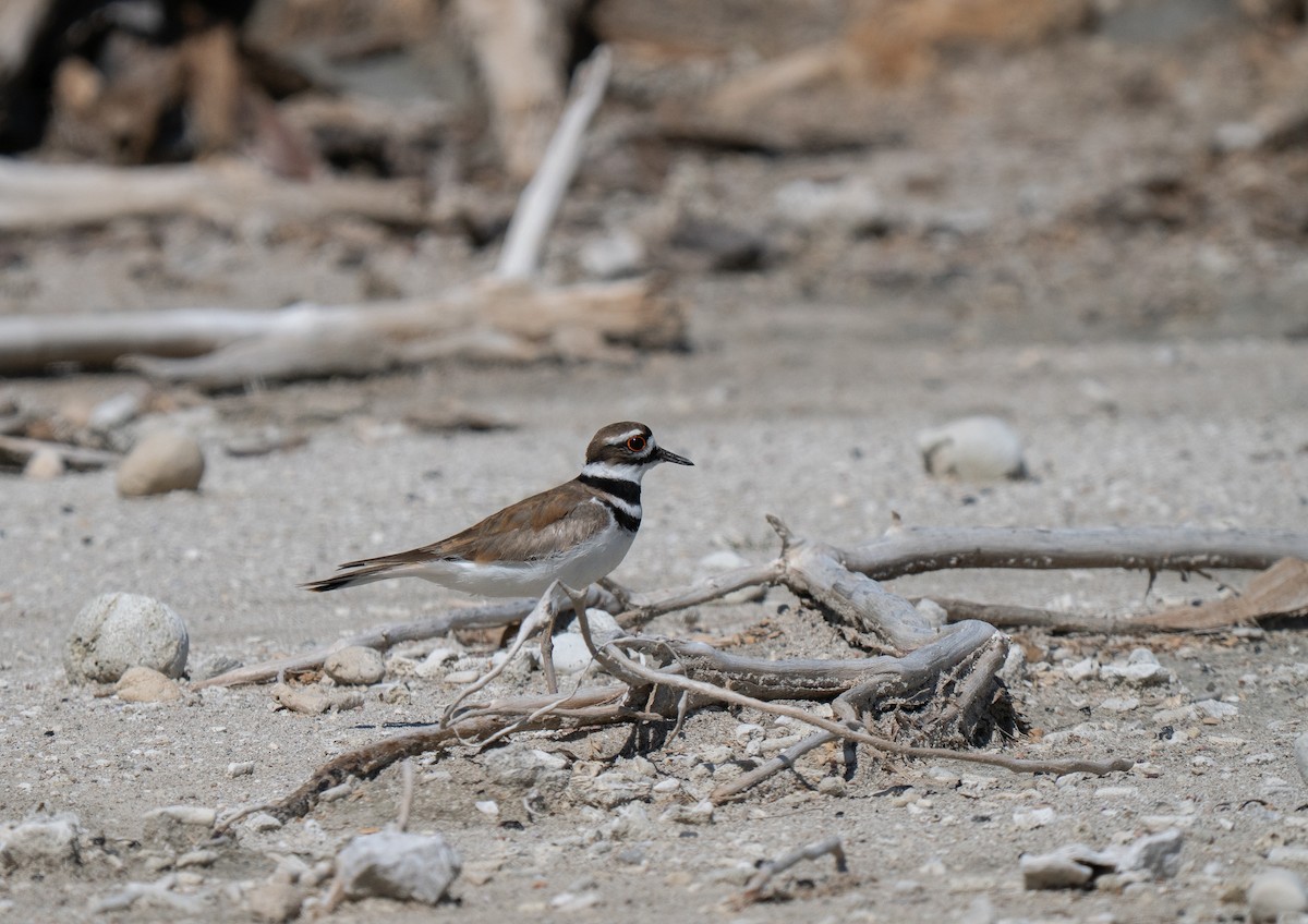 Killdeer - ML659681568