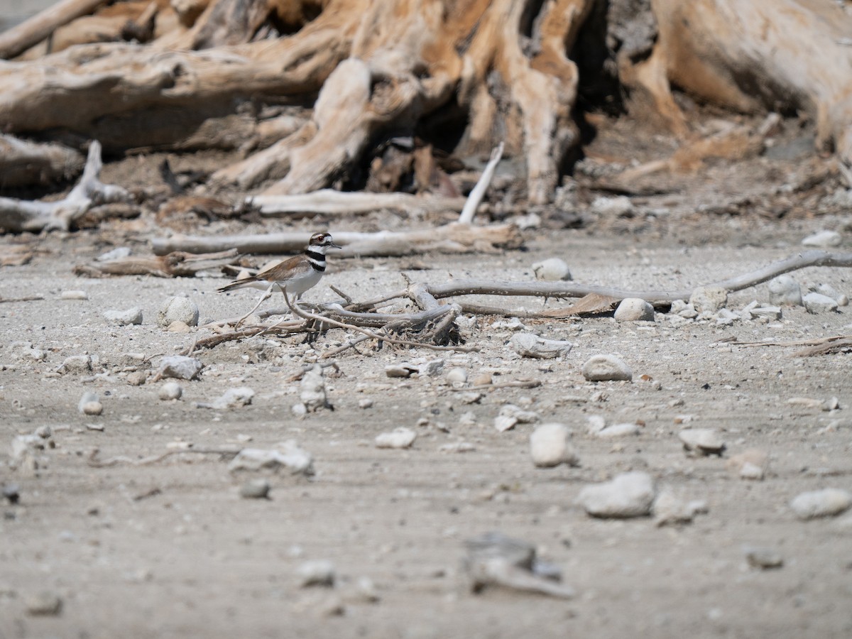 Killdeer - ML659681572