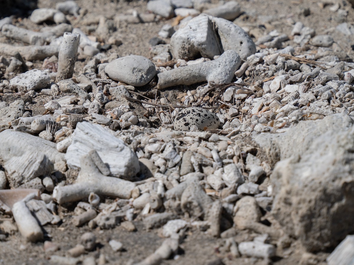 Killdeer - ML659681573