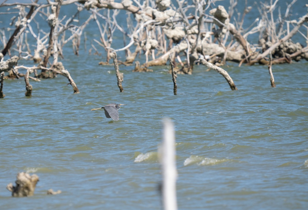 Tricolored Heron - ML659681609