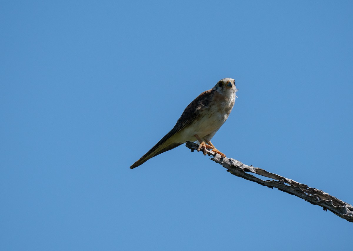 American Kestrel - ML659681641