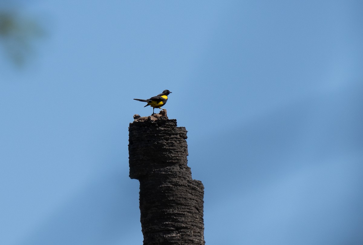 Hispaniolan Oriole - ML659681680