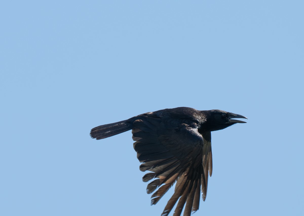 Hispaniolan Palm-Crow - ML659681714