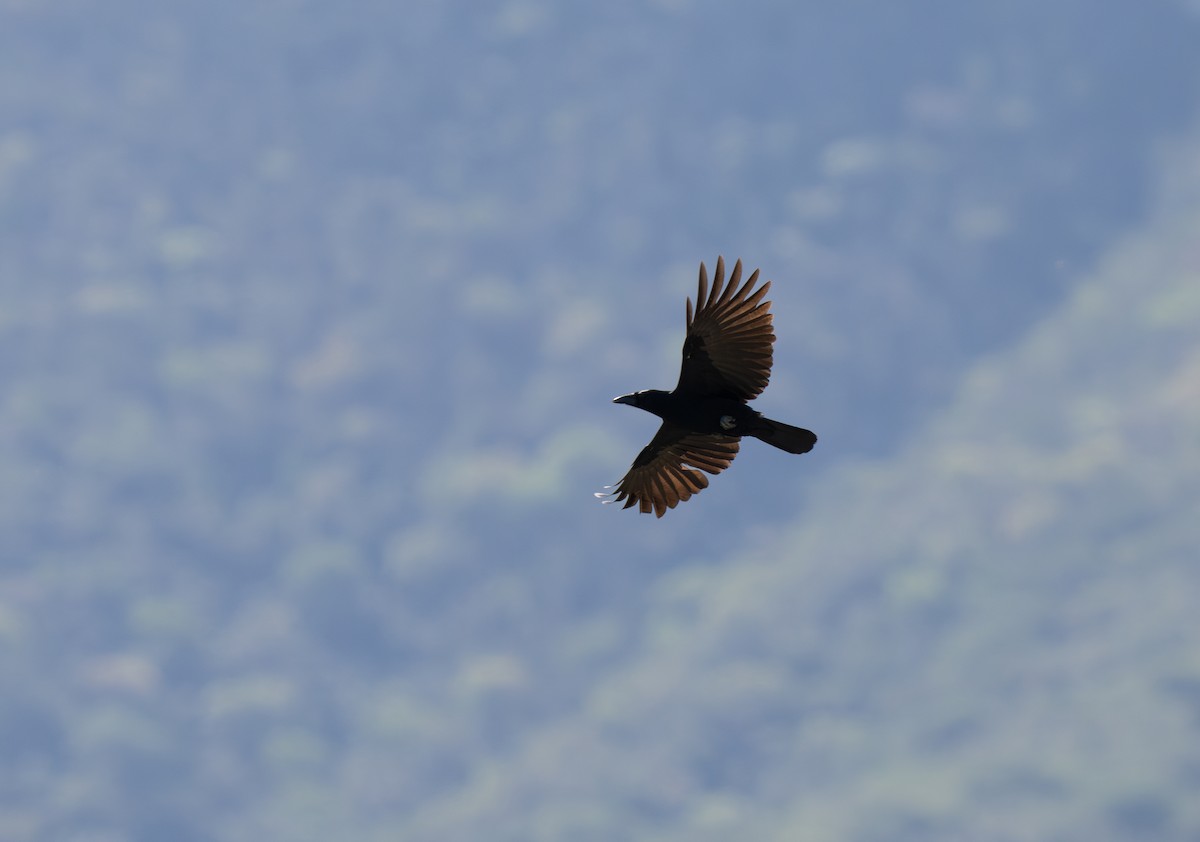 Hispaniolan Palm-Crow - ML659681715