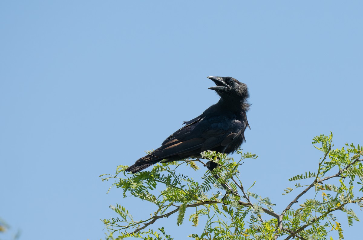 Hispaniolan Palm-Crow - ML659681716