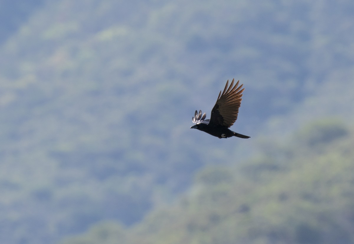 Hispaniolan Palm-Crow - ML659681717