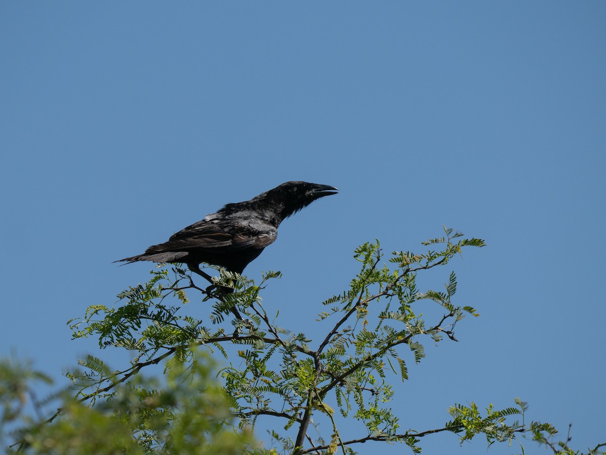 Hispaniolan Palm-Crow - ML659681718