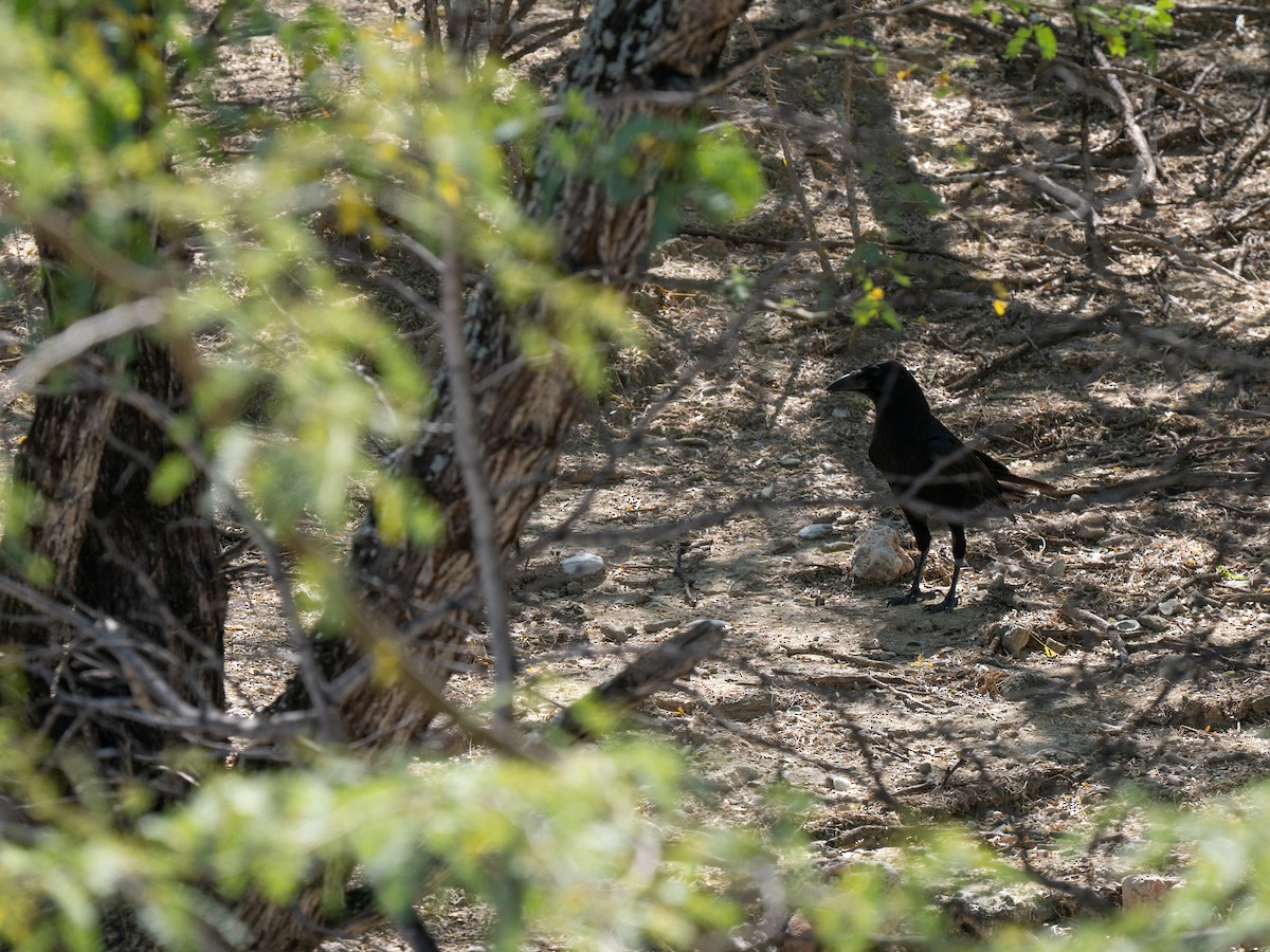 Hispaniolan Palm-Crow - ML659681719