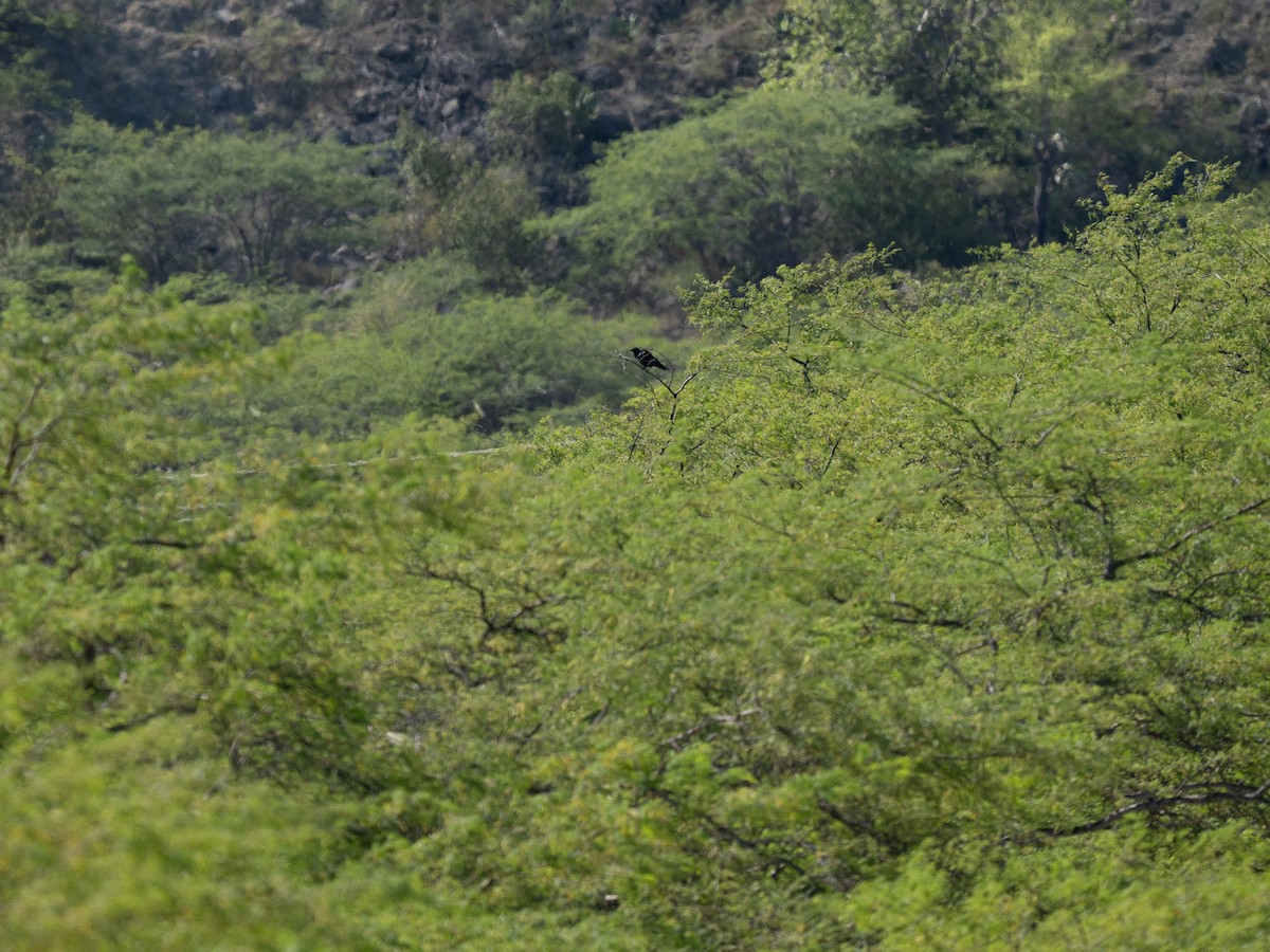 Hispaniolan Palm-Crow - ML659681720