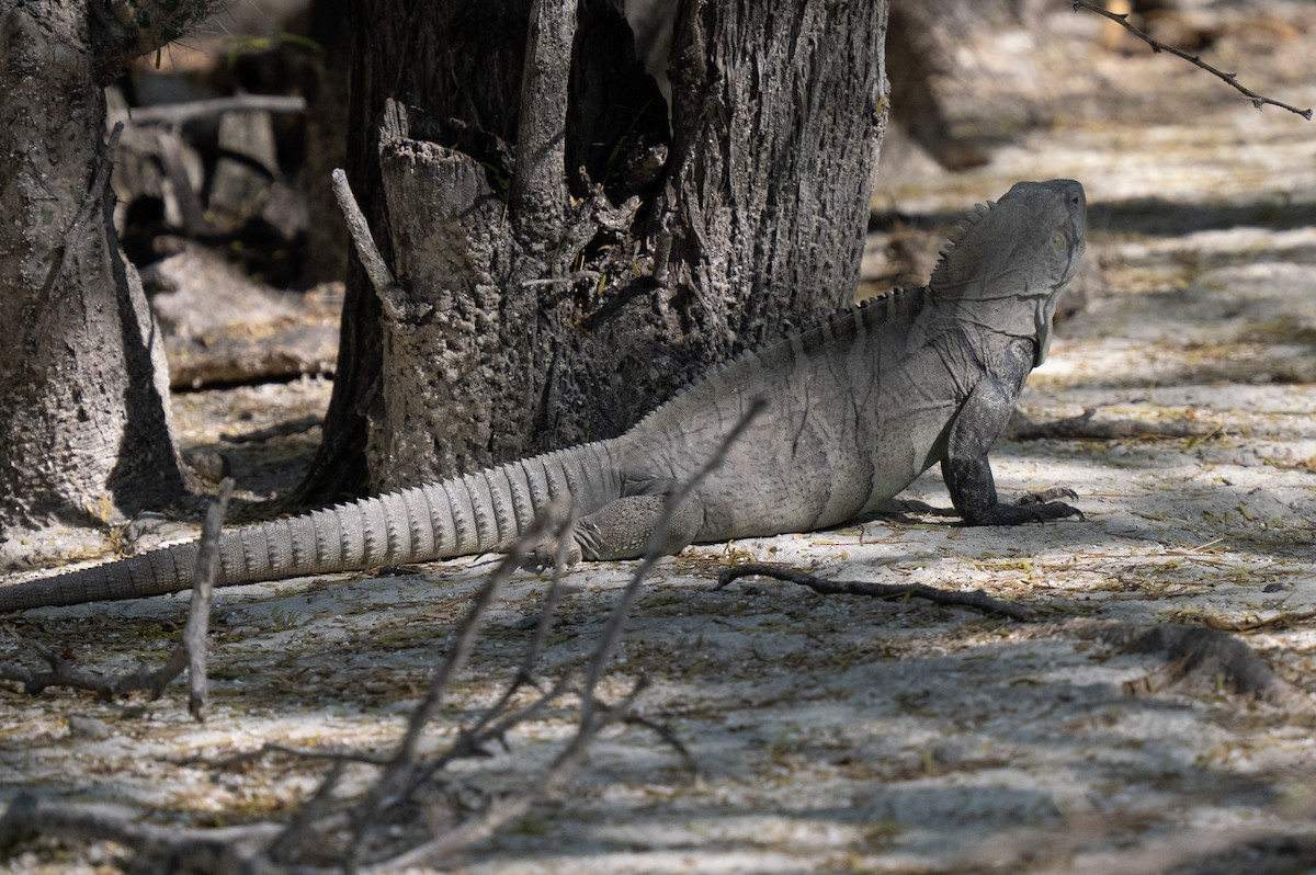 Hispaniolan Ground Iguana - ML659681736