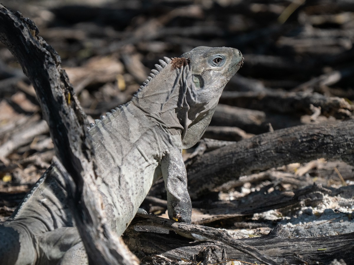 Hispaniolan Ground Iguana - ML659681737