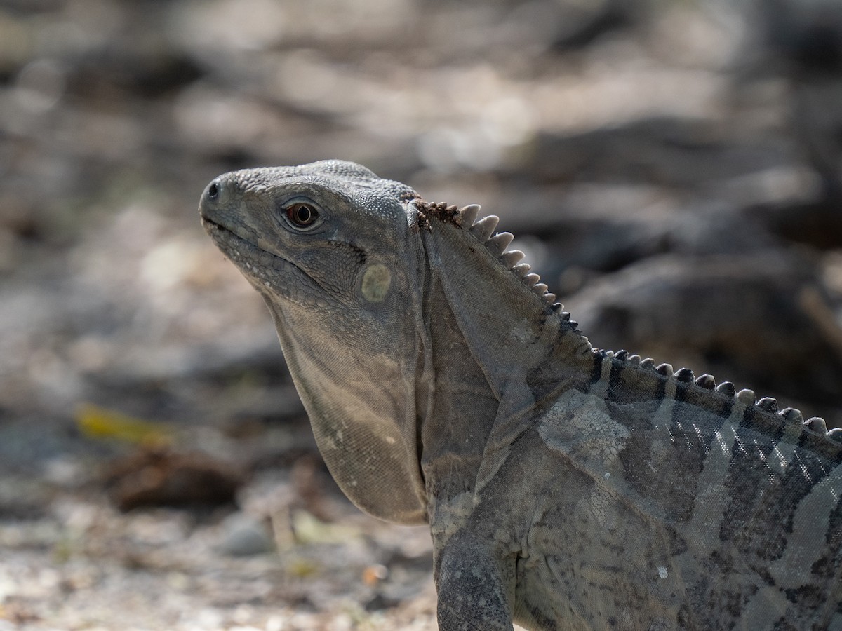 Hispaniolan Ground Iguana - ML659681739