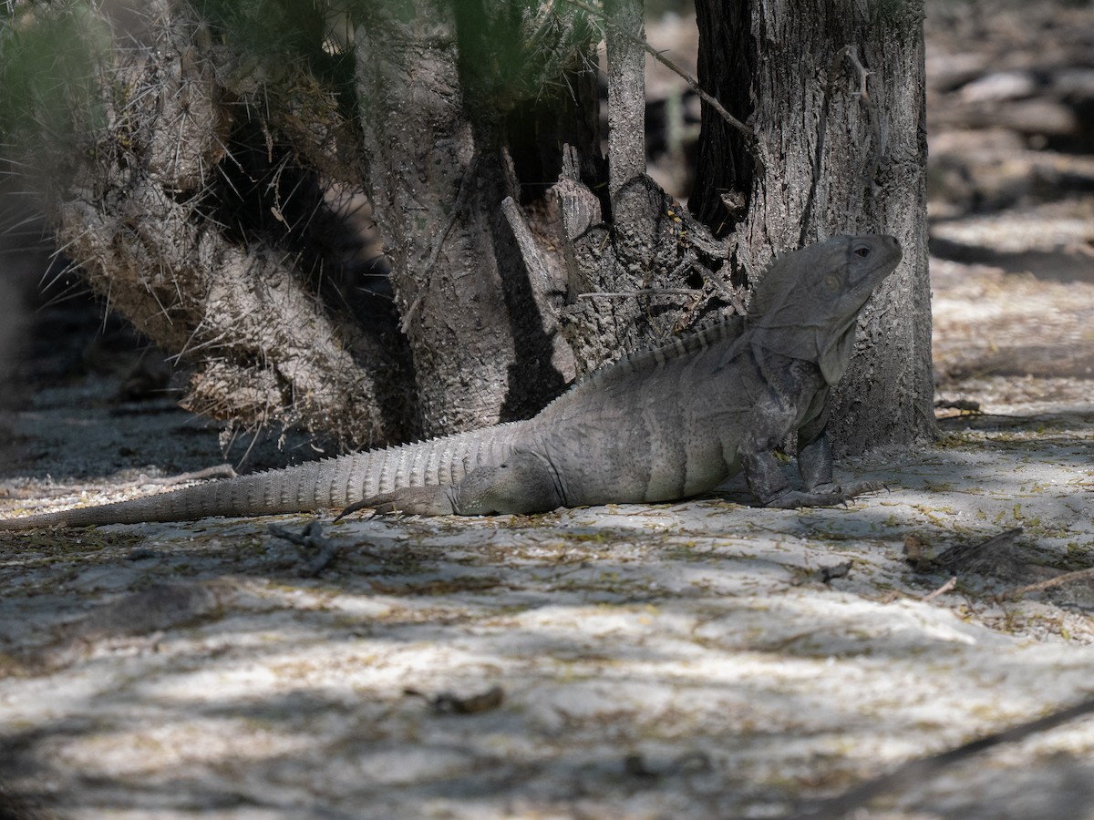 Hispaniolan Ground Iguana - ML659681742