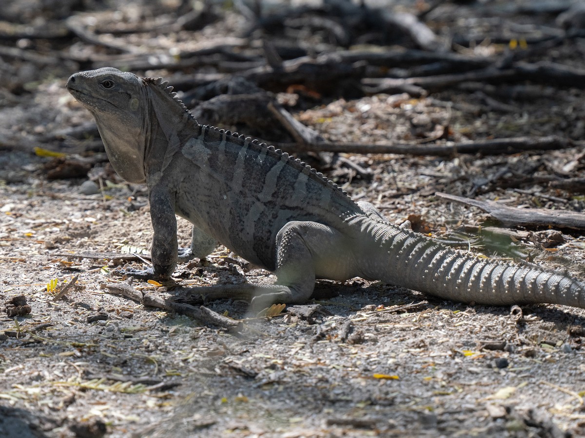 Hispaniolan Ground Iguana - ML659681743