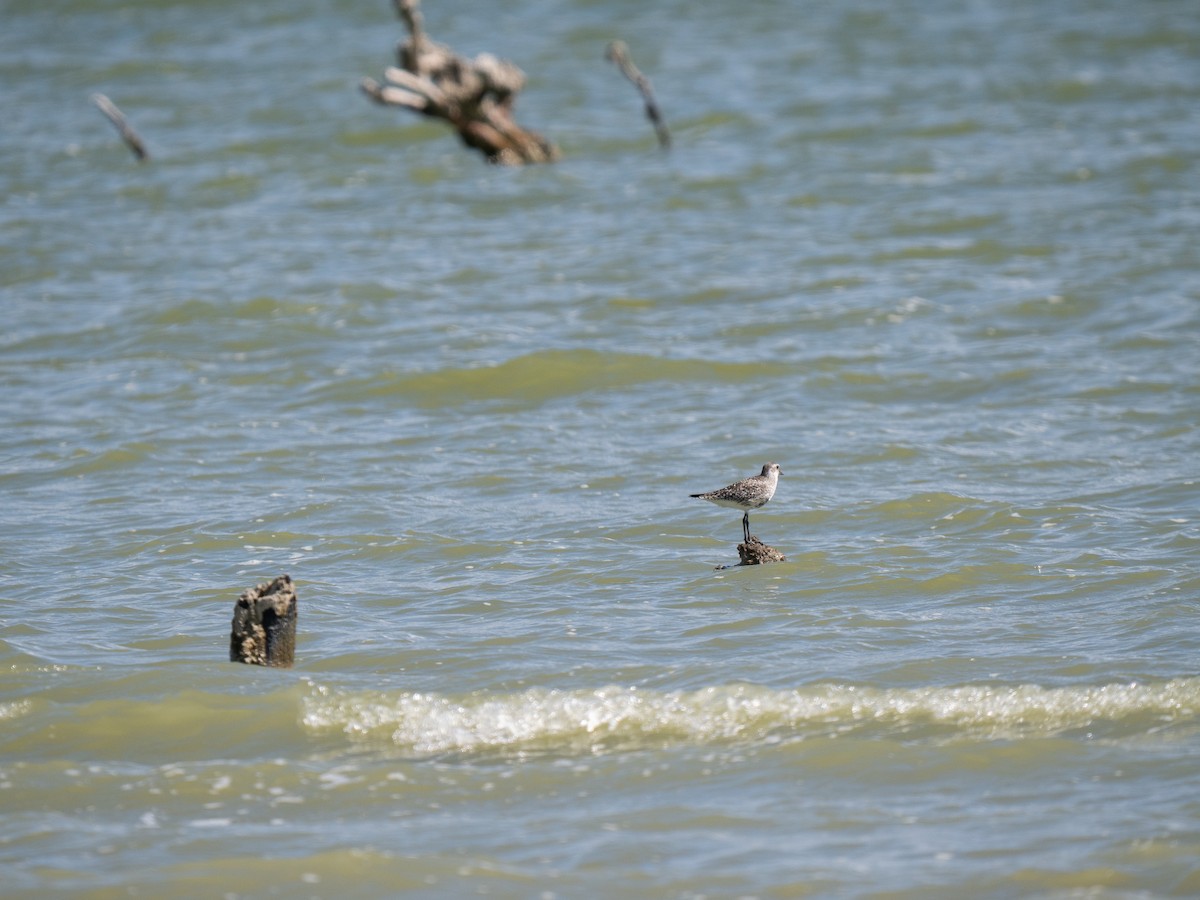 Black-bellied Plover - ML659681759
