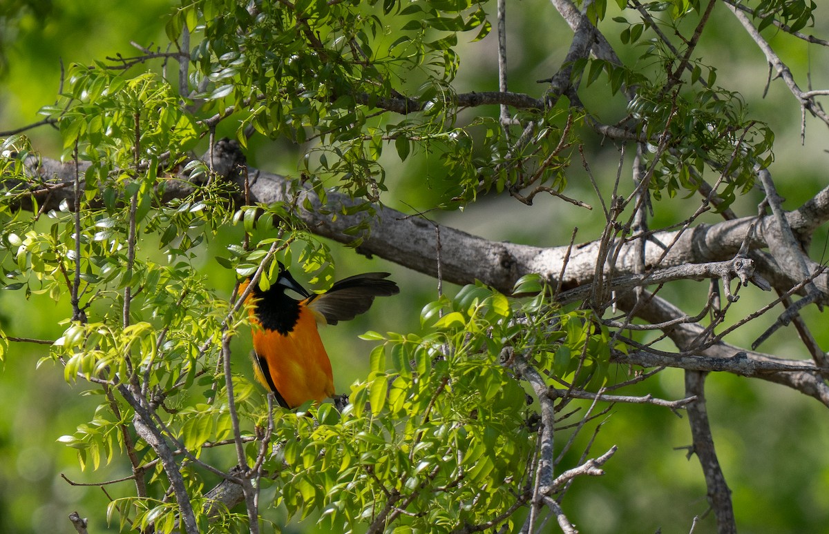 Venezuelan Troupial - ML659681806