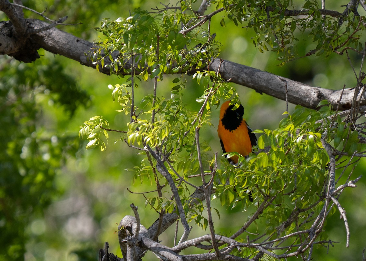 Venezuelan Troupial - ML659681809