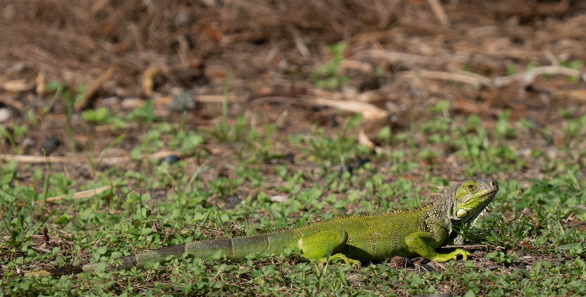 Green Iguana - ML659681833