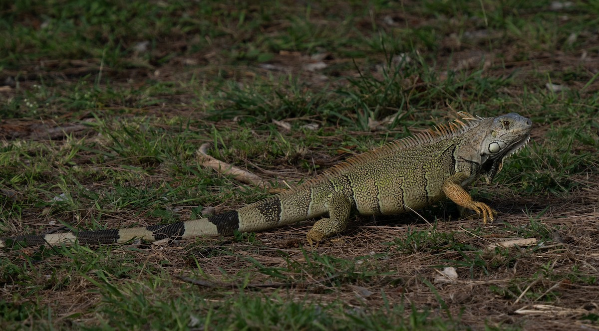 Green Iguana - ML659681835