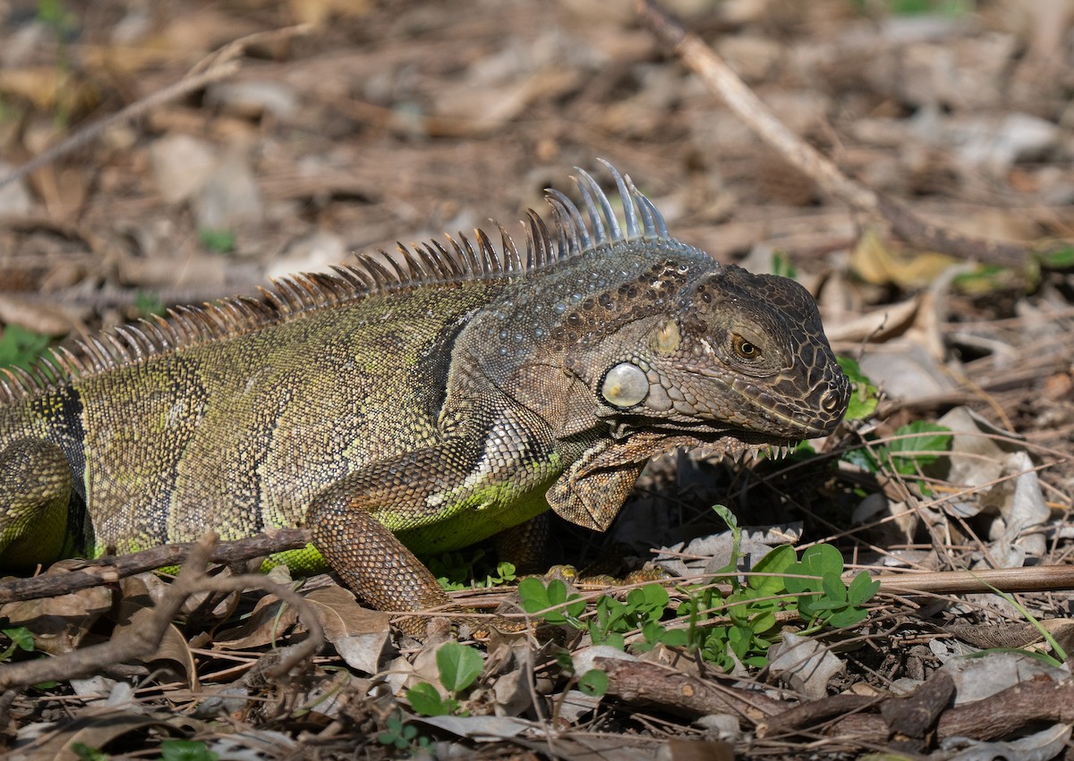 Green Iguana - ML659681836