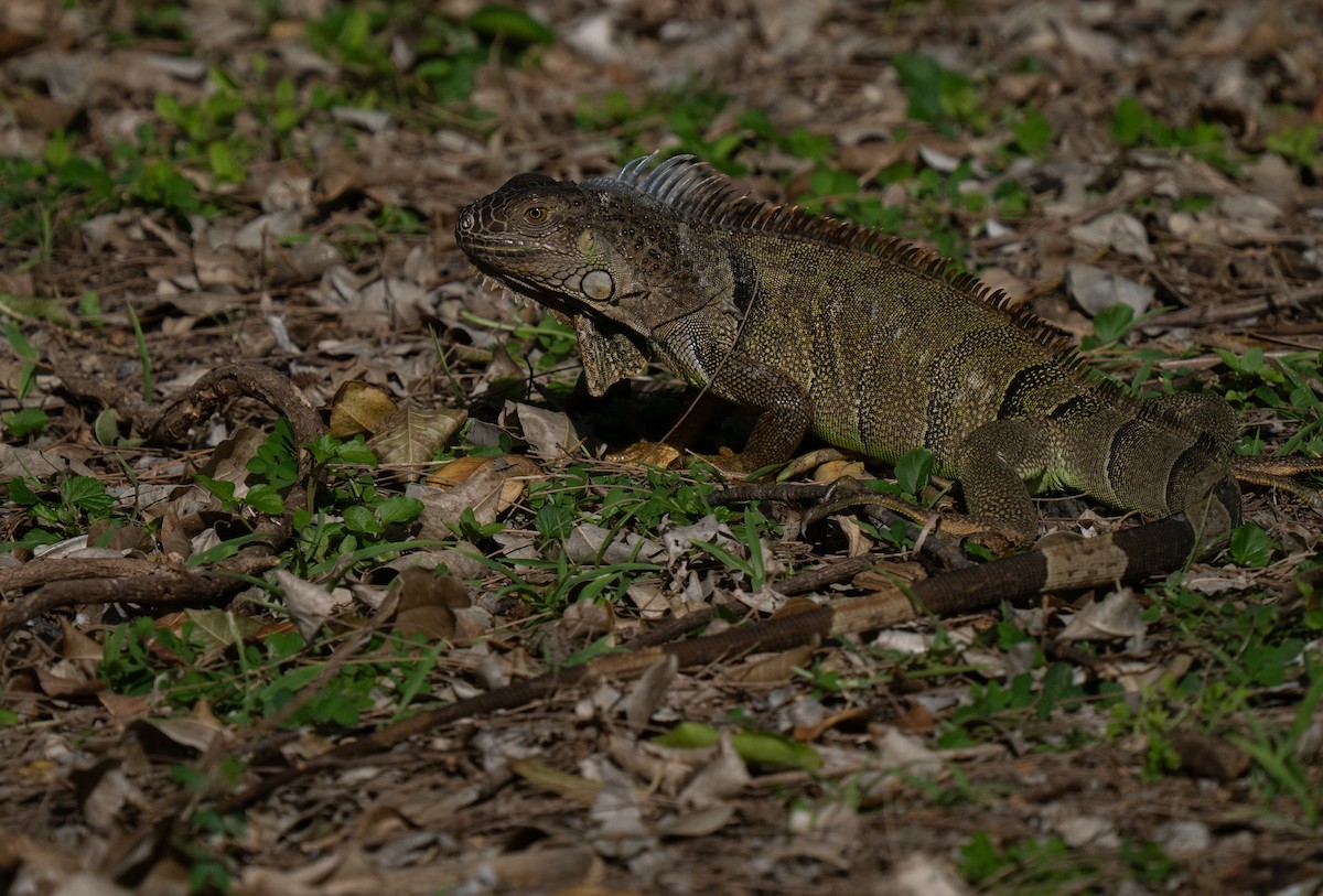 Green Iguana - ML659681837