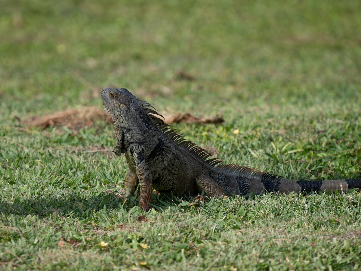 Green Iguana - ML659681838