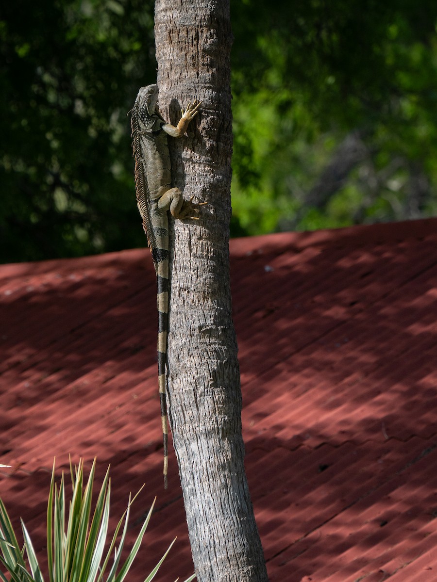 Green Iguana - ML659681840