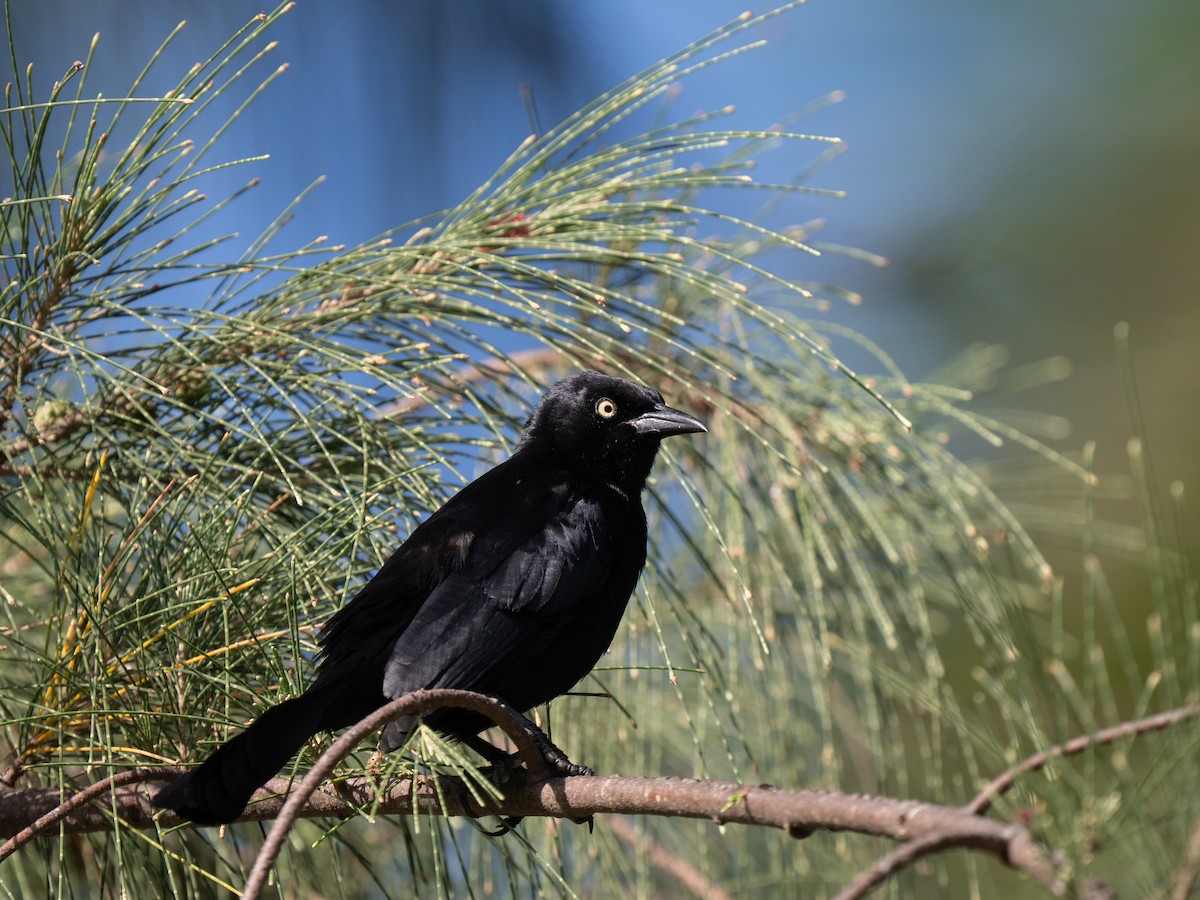 Greater Antillean Grackle - ML659681857