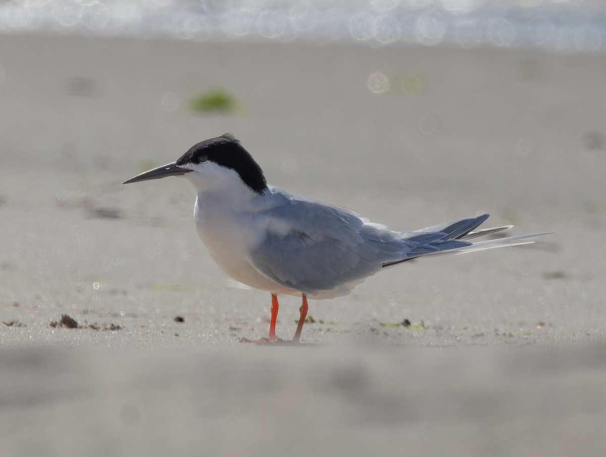 Roseate Tern - ML659681884