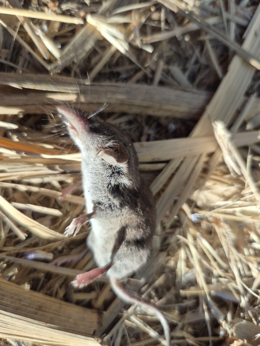 Greater White-toothed Shrew - ML659682103