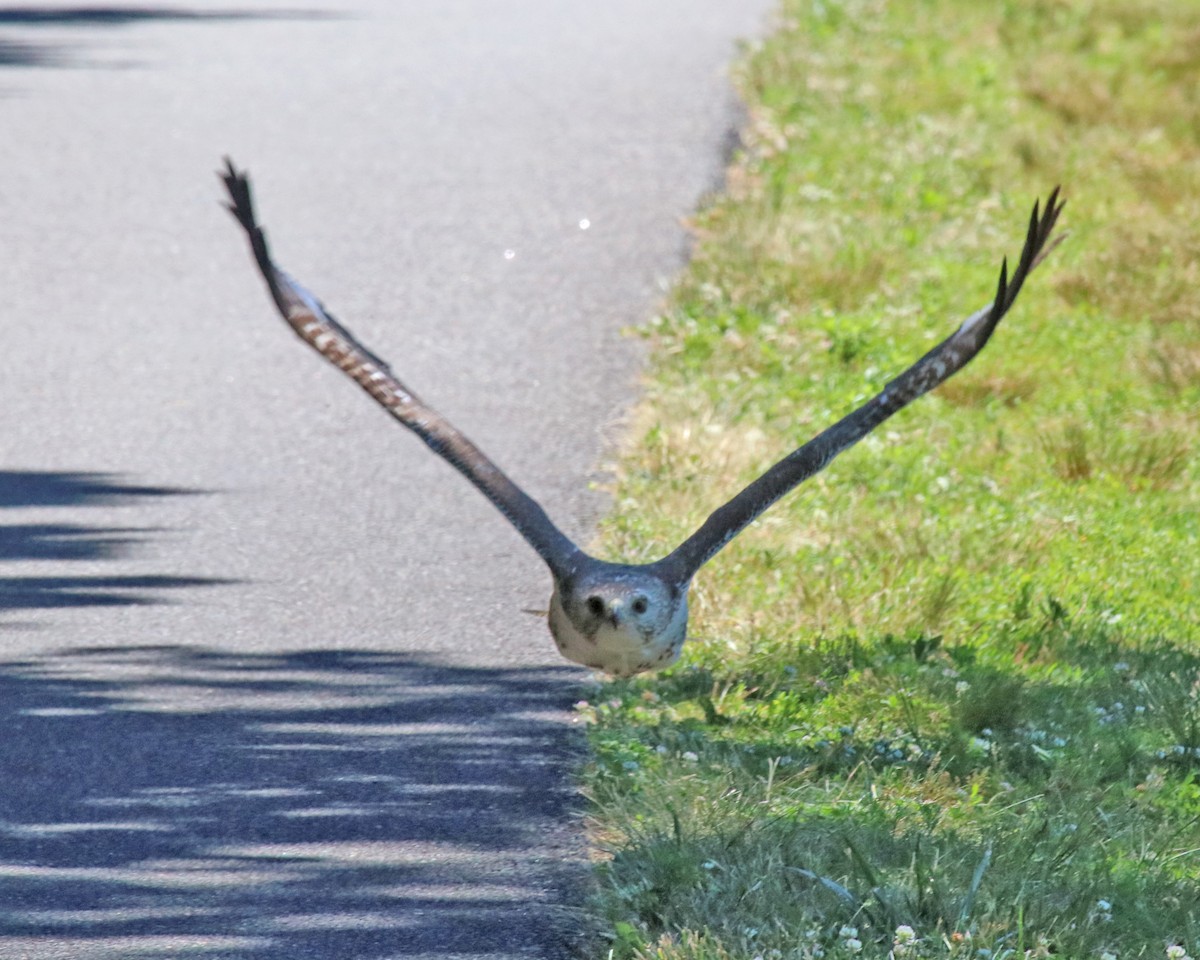 Rotschulterbussard - ML659682756