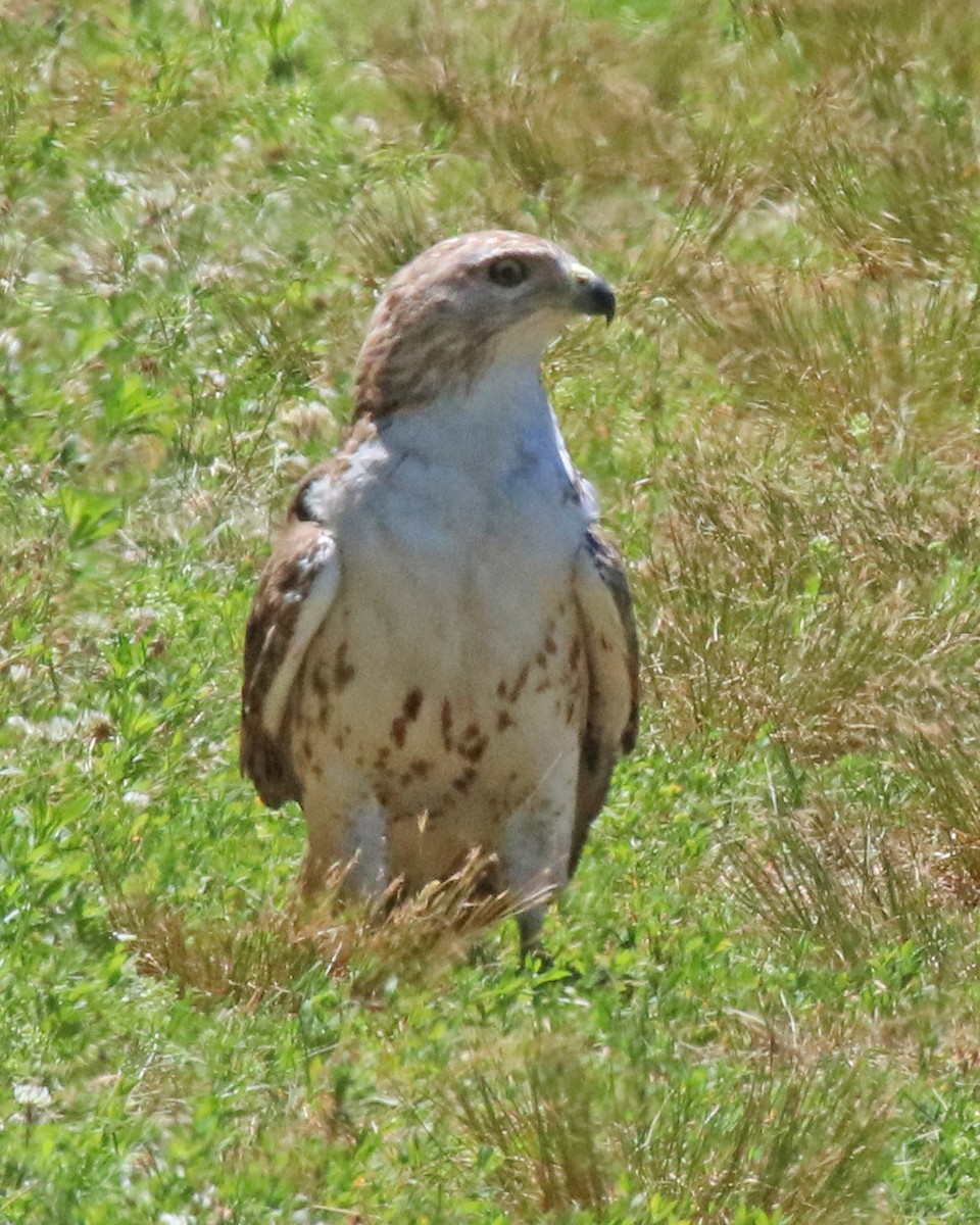 Rotschulterbussard - ML659682757